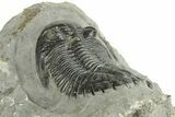 Detailed Hollardops Trilobite - Ofaten, Morocco #255563-4